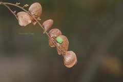 Flemingia chappar